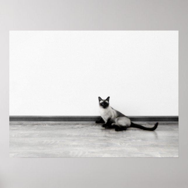 Poster CUTE Siamese Portrait de chat (Devant)