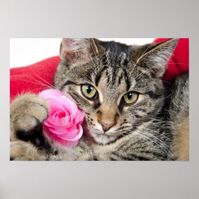 Poster Cute Tabby Chat Avec Rose (Devant)