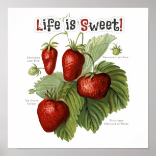 Poster Cute Vintage fraise variétés La vie est douce