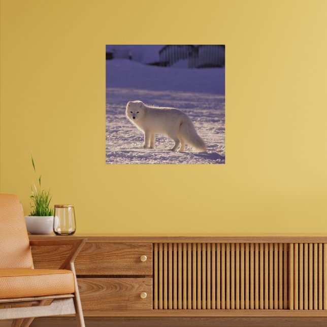 Poster Cute White Arctic Fox neige hiver Photographie (Salon 2)
