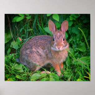 Poster Cute Wild Brown Rabbit Faune