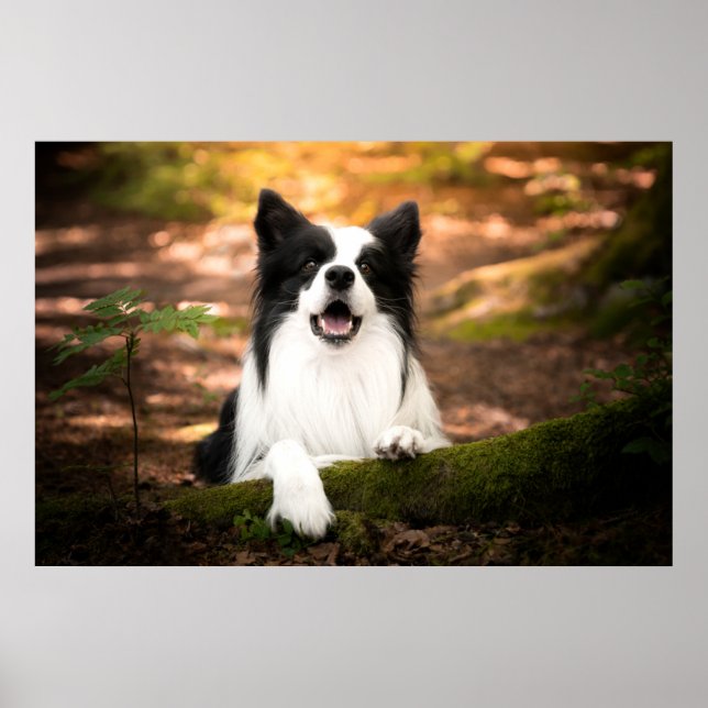 Poster Cutest Baby Animals | Black and White Border Colli (Devant)