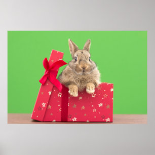Poster Cutest Baby Animals Christmas Holiday Bunny