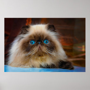 Poster Cutest Baby Animals   Himalayan Cat