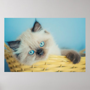 Poster Cutest Baby Animals   Himalayan Seal Point Cat