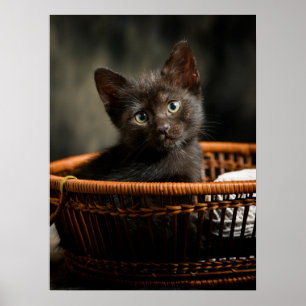 Poster Cutest Baby Animals   Kitten in Basket