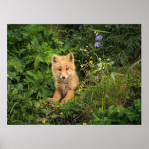 Poster Cutest Baby Animals   Red Fox at Umnak Alaska