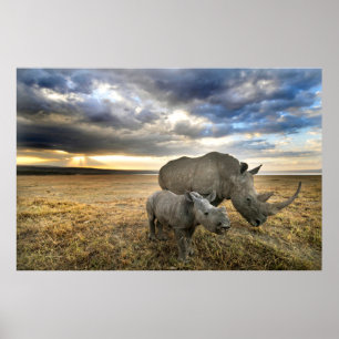 Poster Cutest Baby Animals   White Rhino & Calf