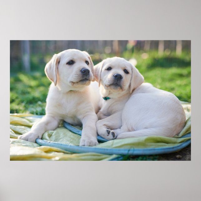 Poster Cutest Baby Animals | Yellow Labrador Retrievers (Devant)