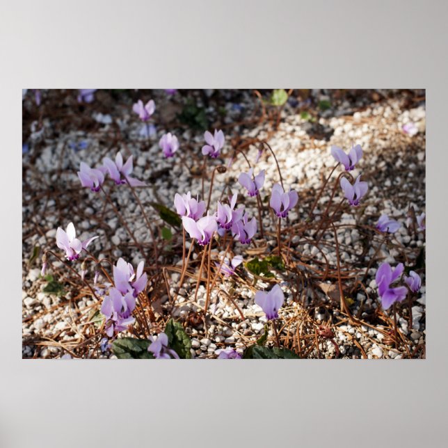 Poster Cyclamen (Devant)
