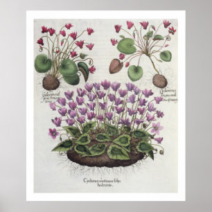 Poster Cyclamen : hederaceis de foliis du serotinum