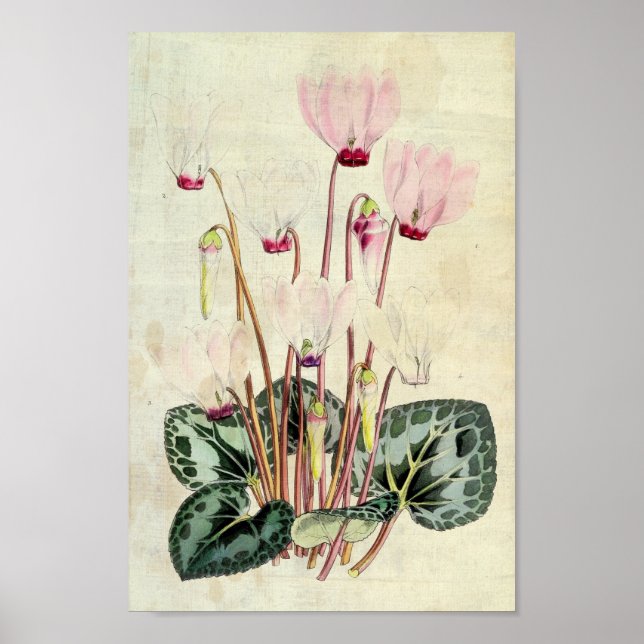 Poster Cyclamen persan botanique vintage (Devant)
