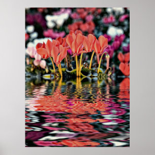Poster Cyclamens se reflétant dans l'eau