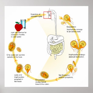 Poster Cycle de vie du diagramme de Giardia-Lamblia de