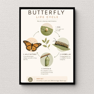 Poster Cycle de vie du papillon Éducation scientifique