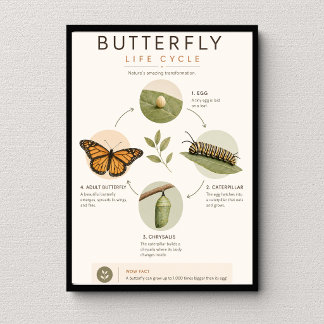 Poster Cycle de vie du papillon Éducation scientifique