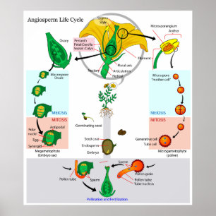 Poster Cycle de vie d'un Angiosperme Plante floral