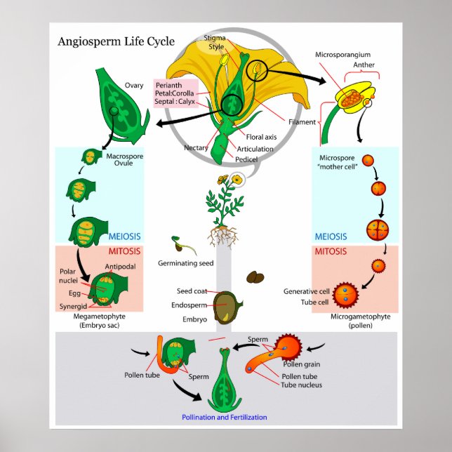 Poster Cycle de vie d'un Angiosperme Plante floral (Devant)