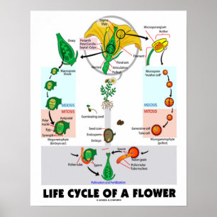 Poster Cycle De Vie D'Une Fleur (Angiosperme)