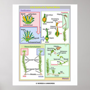 Poster Cycle De Vie D'Une Mousse Typique (Bryophyte)