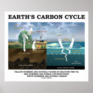 Poster Cycle du carbone terrestre (Science de la Terre)