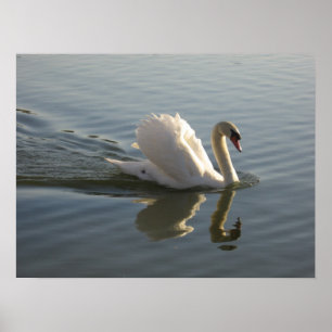 Poster Cygne