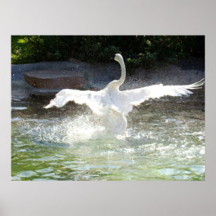 Poster Cygne