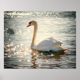 Poster Cygne