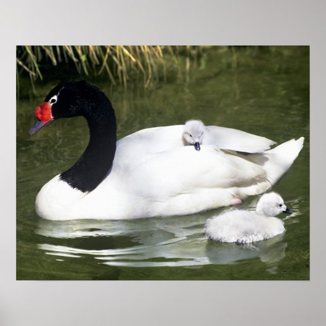 Poster Cygne à cou noir adulte et cygnets dans l'eau. (Devant)