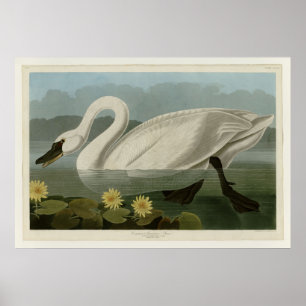 Poster Cygne américain commun