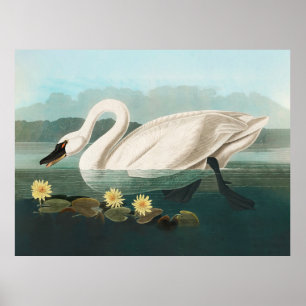 Poster cygne audubon oiseau cygnes blancs eau