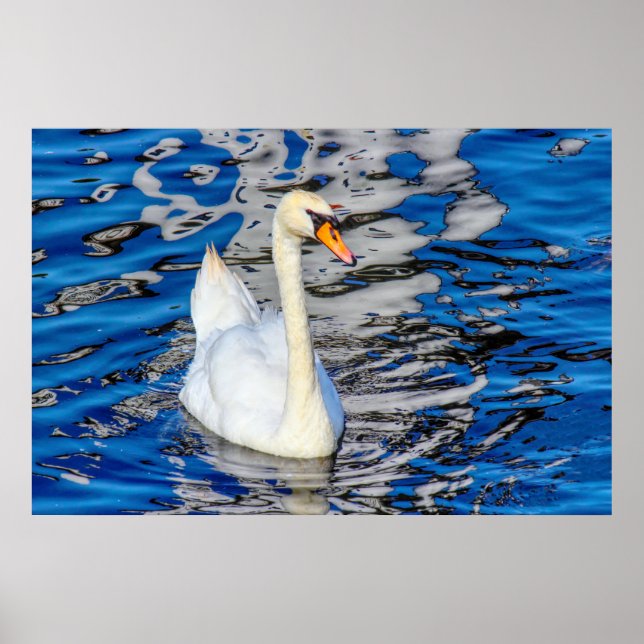 Poster Cygne avec réflexions (Devant)