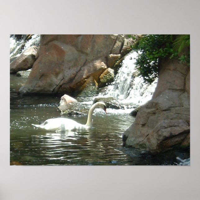 Poster Cygne blanc (Devant)