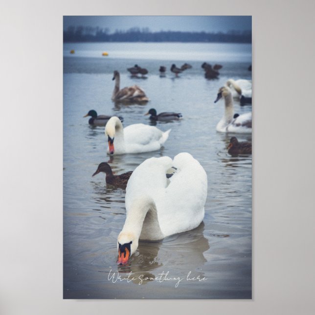 Poster Cygne blanc (Devant)