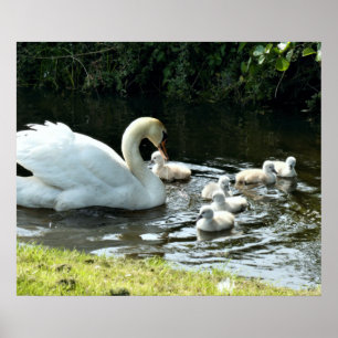 Poster Cygne blanc avec poules