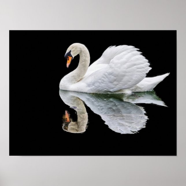 Poster Cygne blanc sur arrière - plan noir (Devant)