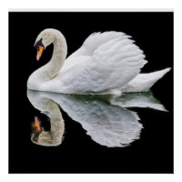 Cygne blanc sur arrière - plan noir