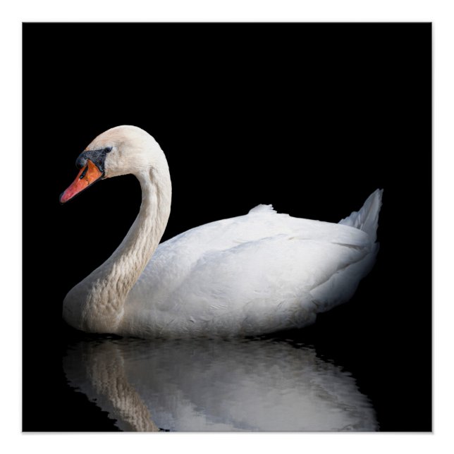 Poster Cygne blanc sur noir (Devant)
