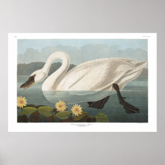 Poster Cygne commun américain, Plaque 411 - Audubon
