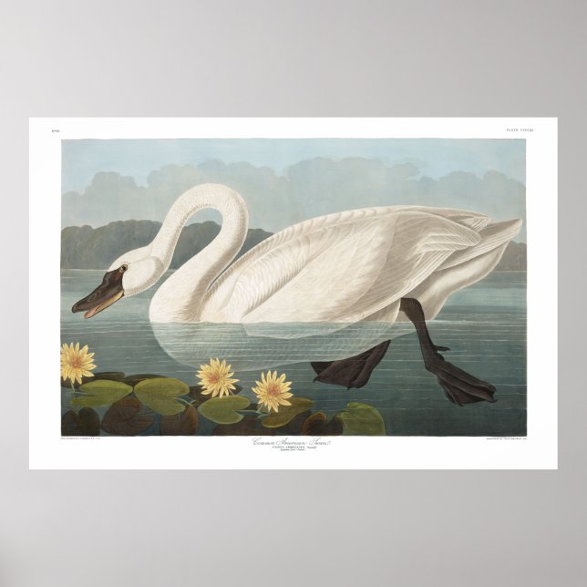 Poster Cygne commun américain, Plaque 411 - Audubon (Devant)
