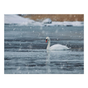 Poster Cygne dans les conditions hivernales de neige