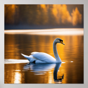 Poster Cygne gracieux sur un lac