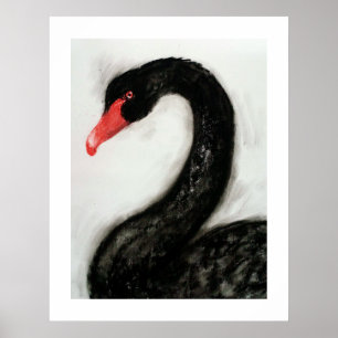 Poster Cygne noir