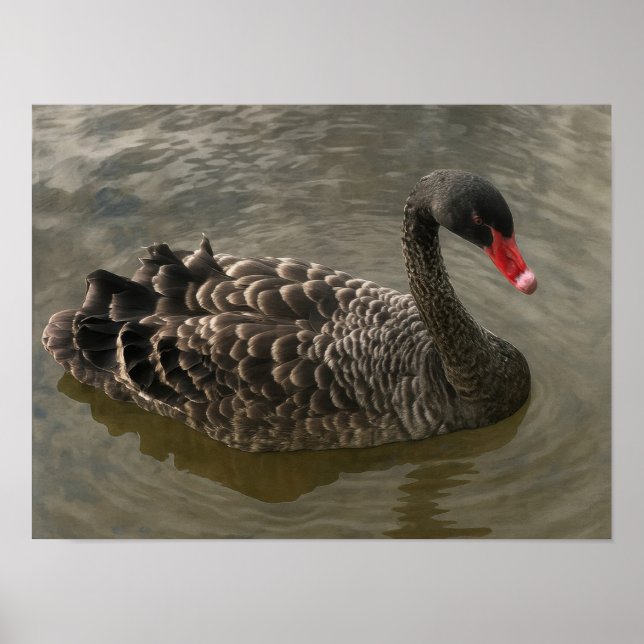 Poster Cygne noir (Devant)
