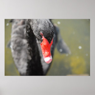 Poster Cygne noir