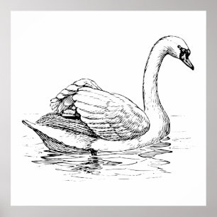 Poster Cygne noir et blanc