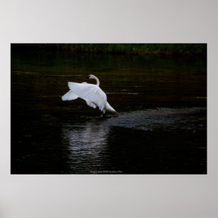 Poster Cygne trompette