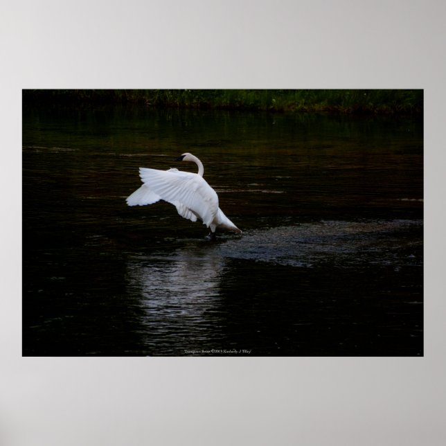 Poster Cygne trompette (Devant)