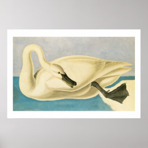 Poster Cygne trompette par John James Audubon, Oiseau Vin