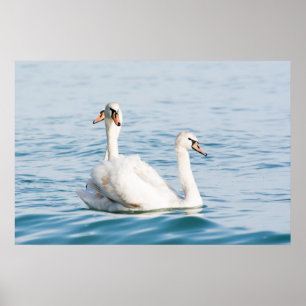 Poster Cygnes